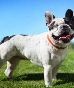 French Bulldogs
