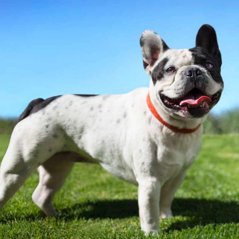 French Bulldogs