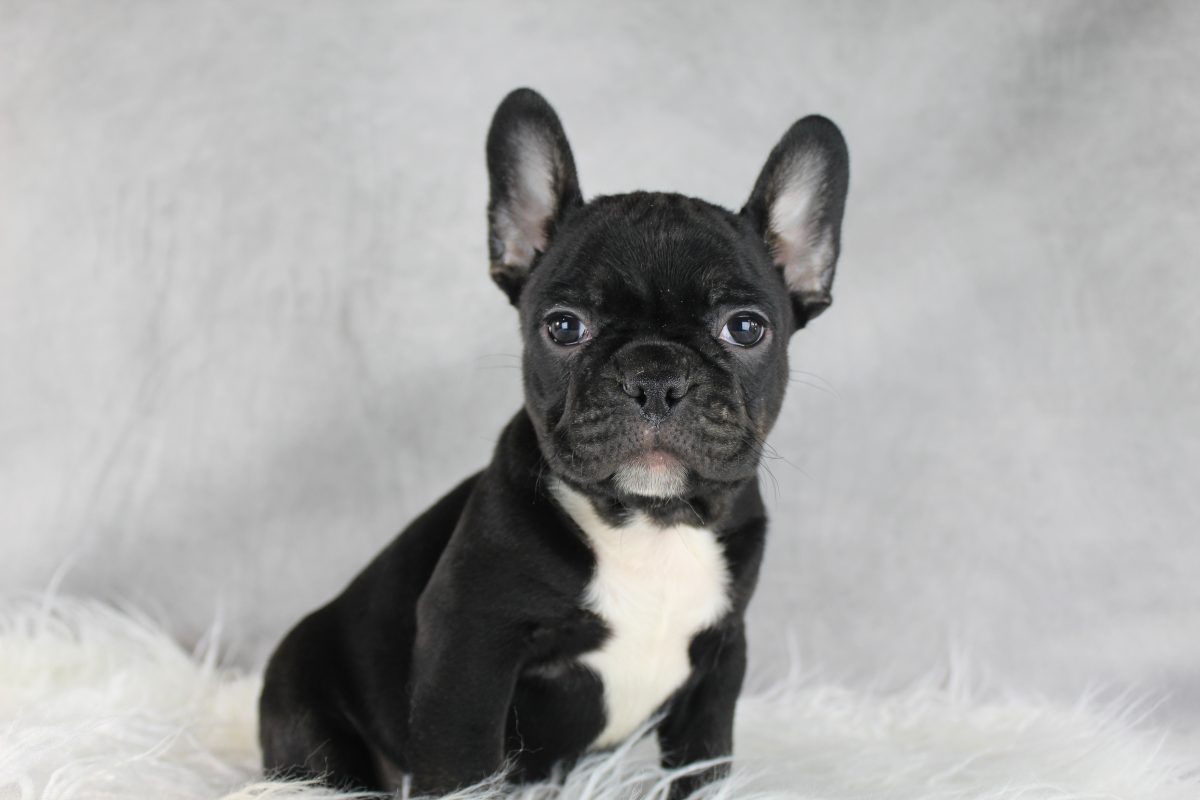 Frenchton