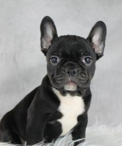 Frenchton