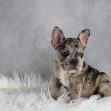 Chloe