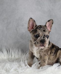 Chloe