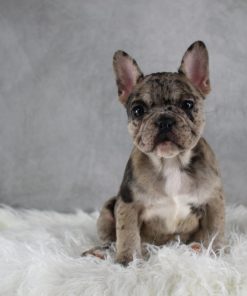 Bella