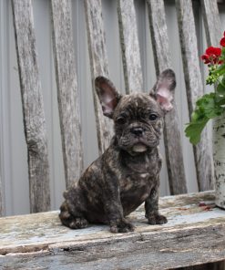 Mr. Winston