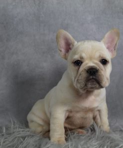 Miss Macy