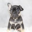 Miss Marley