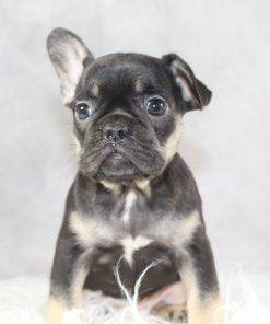 Miss Marley