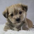 Winston