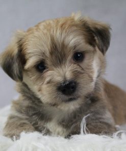 Winston