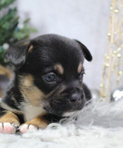 French Corgie