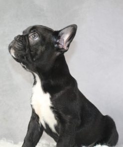 Mr. Oliver