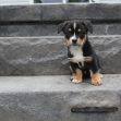 Miss Bella