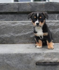 Miss Bella