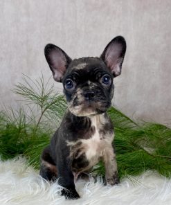 Mr. Jax