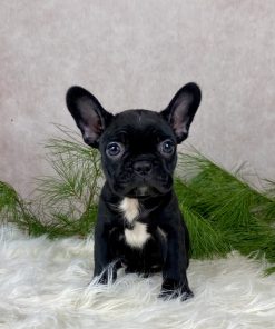 Miss Rosie