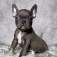 Mr. Diesel