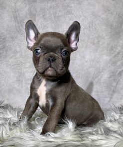 Mr. Diesel