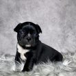 Mr Milo