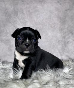 Mr Milo