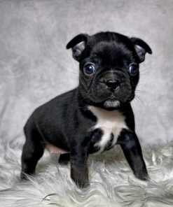 Miss Olive