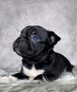Mr Charlie