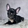 Mr Milo