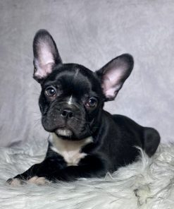 Mr Milo
