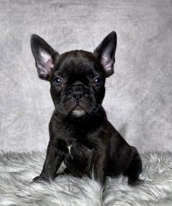 Miss Luna