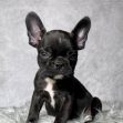Mr. Beau