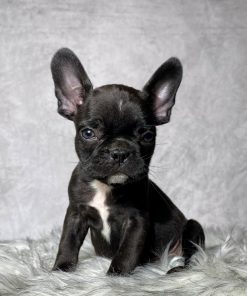 Mr. Beau
