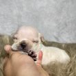 Mr. Max - $899