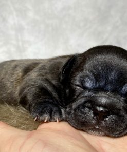 Miss Queenie - $799