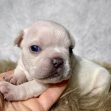 Mr. Archie- $899