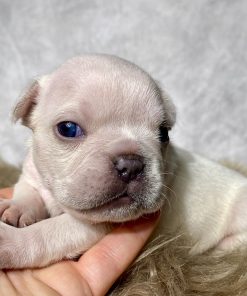 Mr. Archie- $899