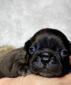 Mr. Murphy- $799