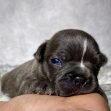 Miss Ellie- $899