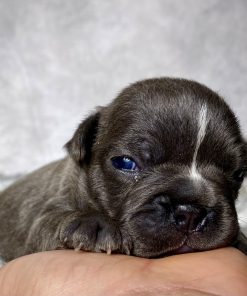 Miss Ellie- $899