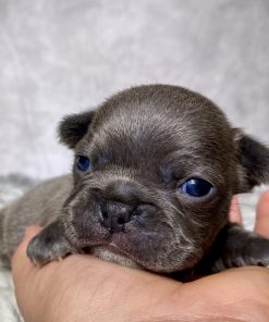 Mr. Remy- $899