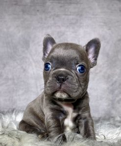 Mr. Remy