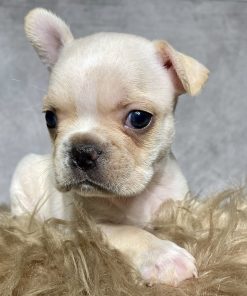 Mr. Charlie