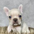 Mr. Archie