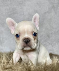 Mr. Archie