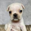 Mr. Max