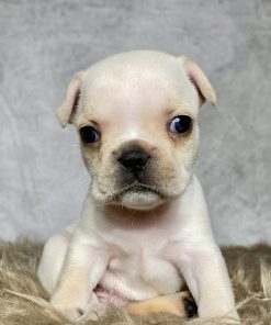 Mr. Max