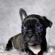 Miss Queenie