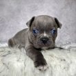 Mr. Winston