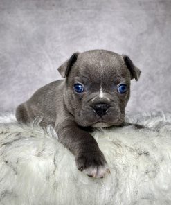 Mr. Winston