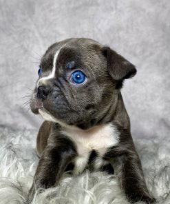 Mr. Finn