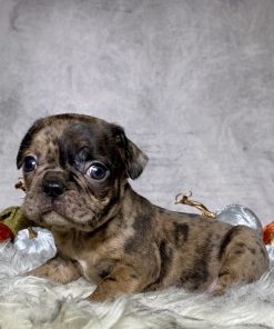 Miss Maisie
