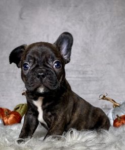 Mr. Bruce